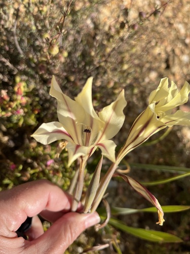 Image of Gladiolus floribundus by (c) Charleen Brunke, some rights reserved (CC BY)