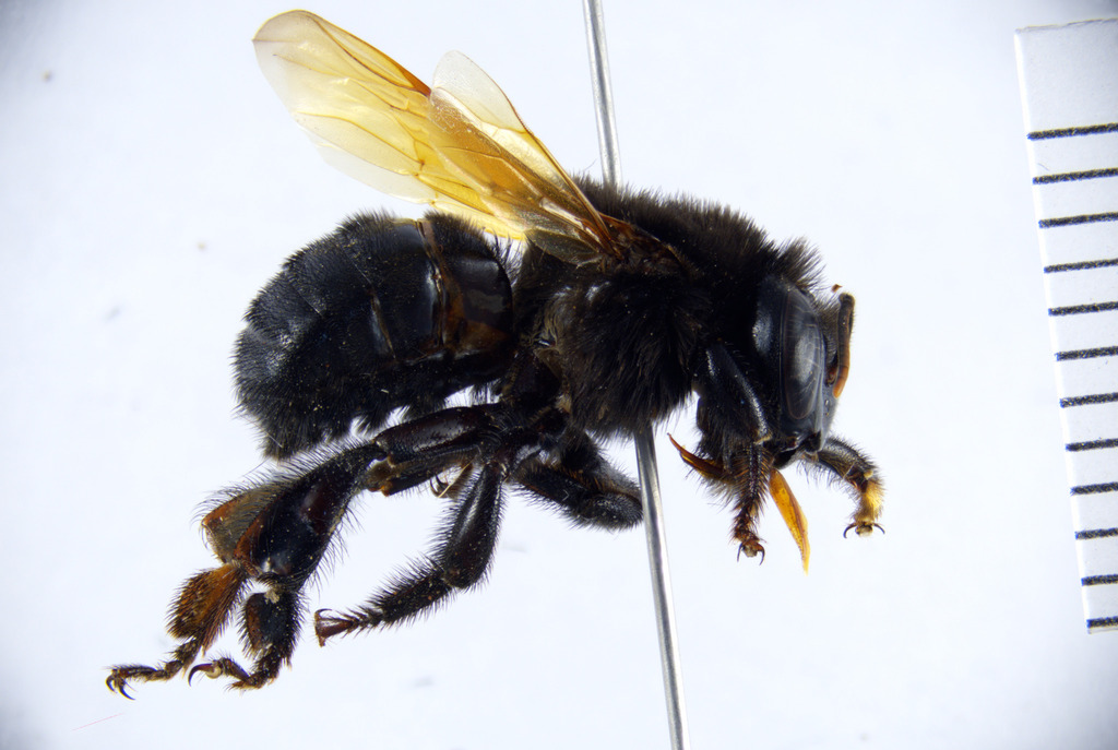 Titania Melipona
