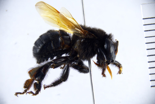 Titania Melipona