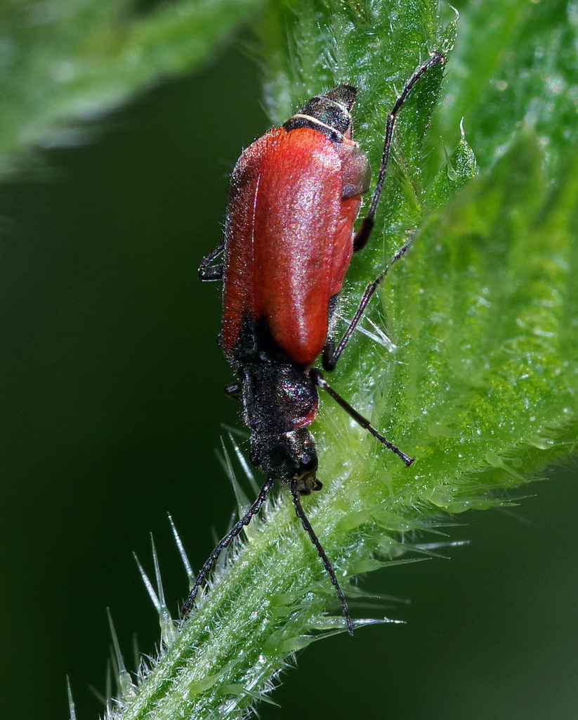 Malachius scutellaris