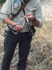 Masticophis taeniatus taeniatus