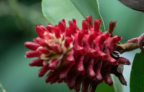 Hellenia speciosa observed 2023-11-06
