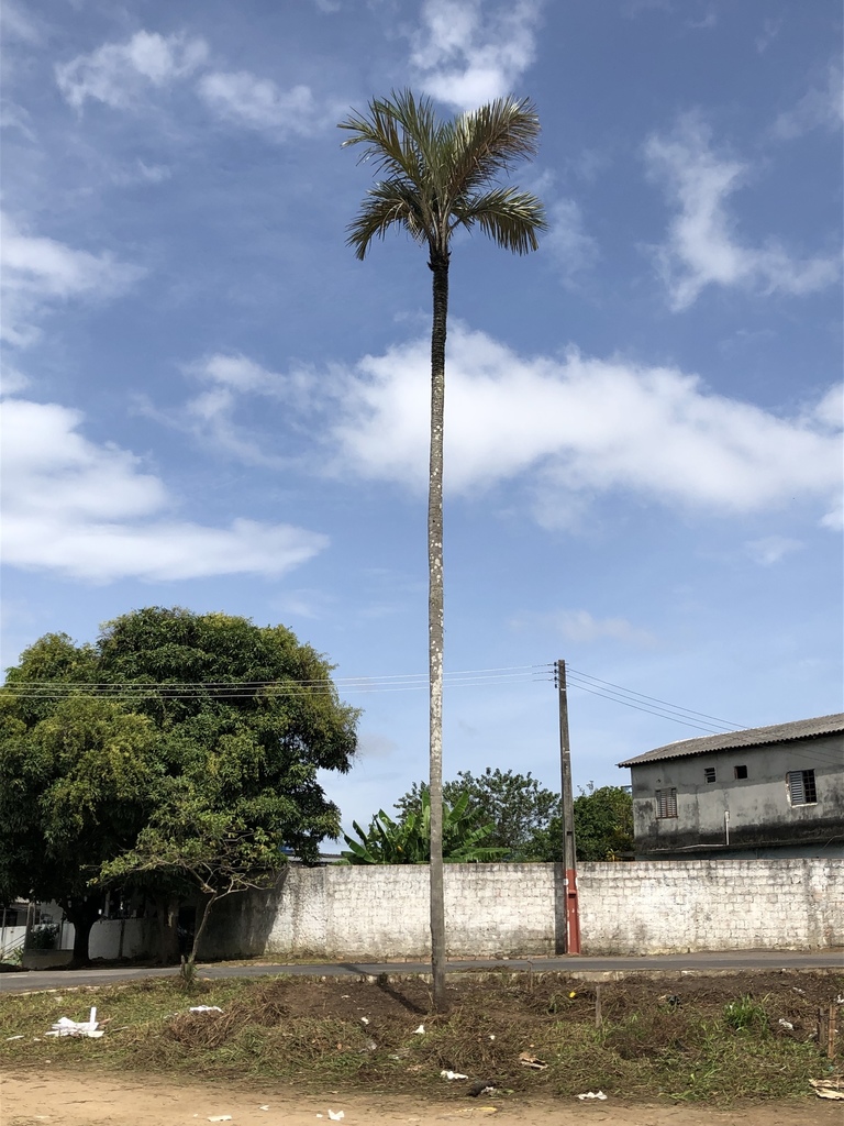 Foto de Tucumã