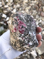 Homotrema rubrum