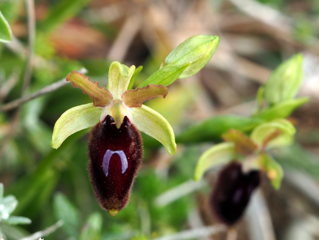 Maltese Spider Orchid