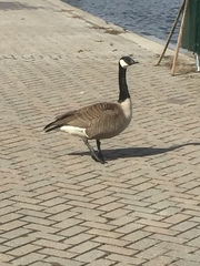 Branta canadensis