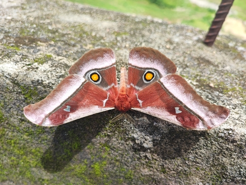 Cabbage Tree Emperor