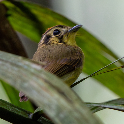 Golden-crowned Spadebill (Platyrinchus coronatus), photo 7