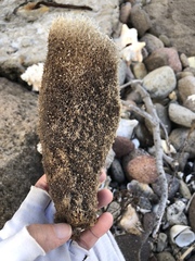 Callyspongia plicifera