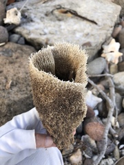 Callyspongia plicifera