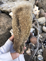 Callyspongia plicifera