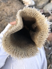 Callyspongia plicifera