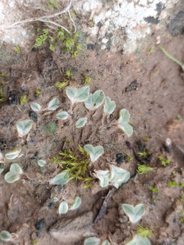 Image of Riccia lamellosa by (c) Rafael Medina, some rights reserved (CC BY)