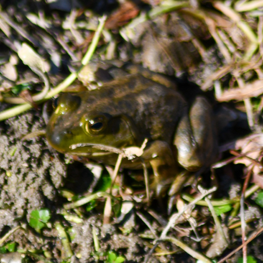 American Bullfrog from Groveton, VA, USA on November 6, 2023 at 02:26 ...