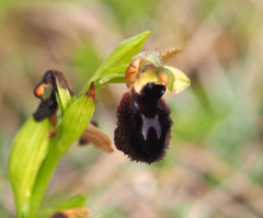 Ophrys melitensis
