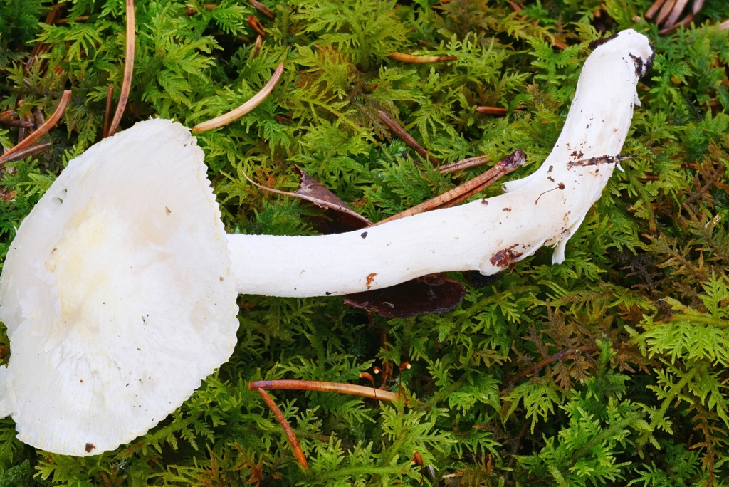 Gold Dust Waxy Cap from Maxian Rd, Binghamton, NY 13903, USA on October