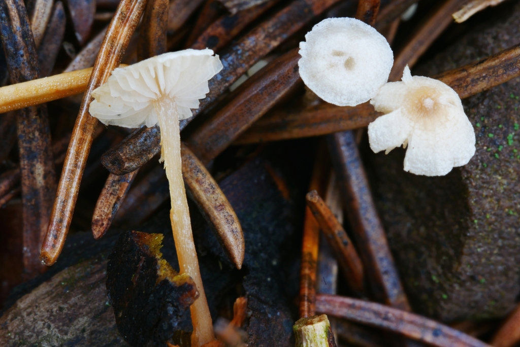 Marasmiineae from Maxian Rd, Binghamton, NY 13903, USA on October 21