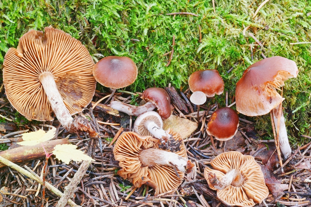 Cortinarius atroalbus from Maxian Rd, Binghamton, NY 13903, USA on