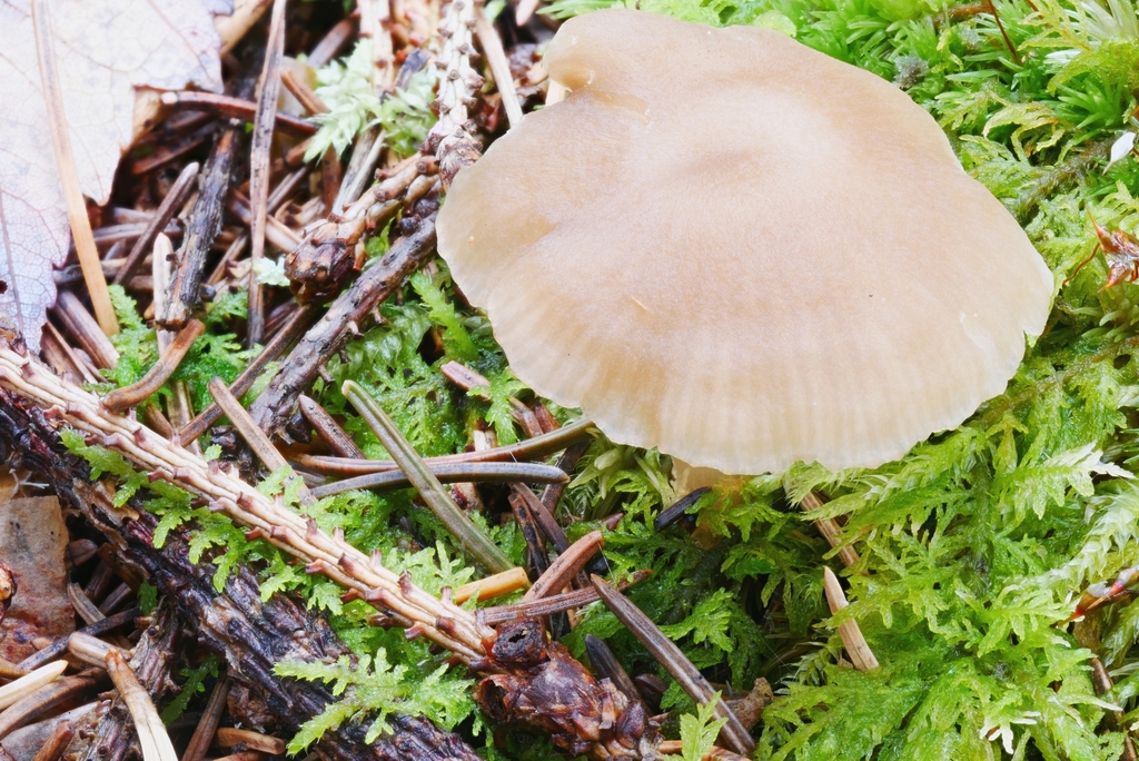 Clitocybe subditopoda from Maxian Rd, Binghamton, NY 13903, USA on