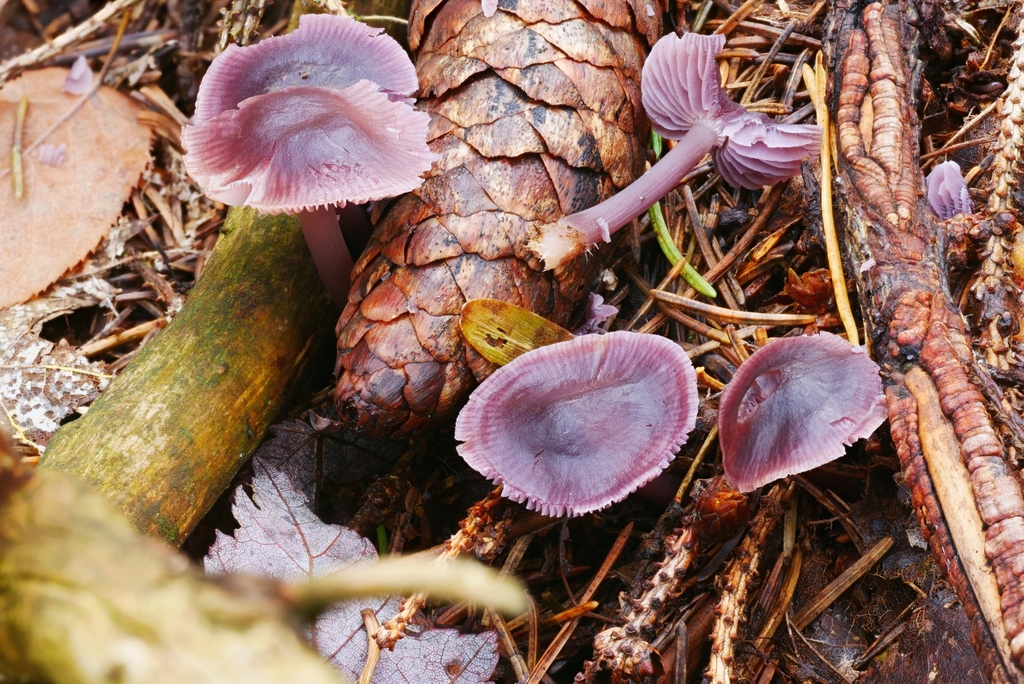 Mycena sect. Calodontes from Maxian Rd, Binghamton, NY 13903, USA on