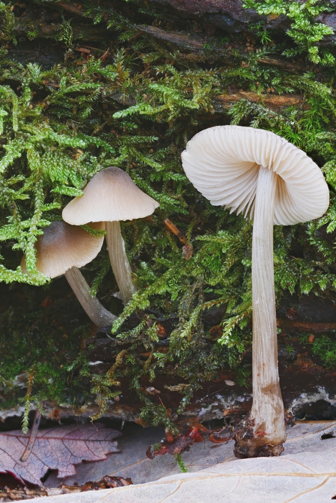 from Maxian Rd, Binghamton, NY 13903, USA on October 21, 2023