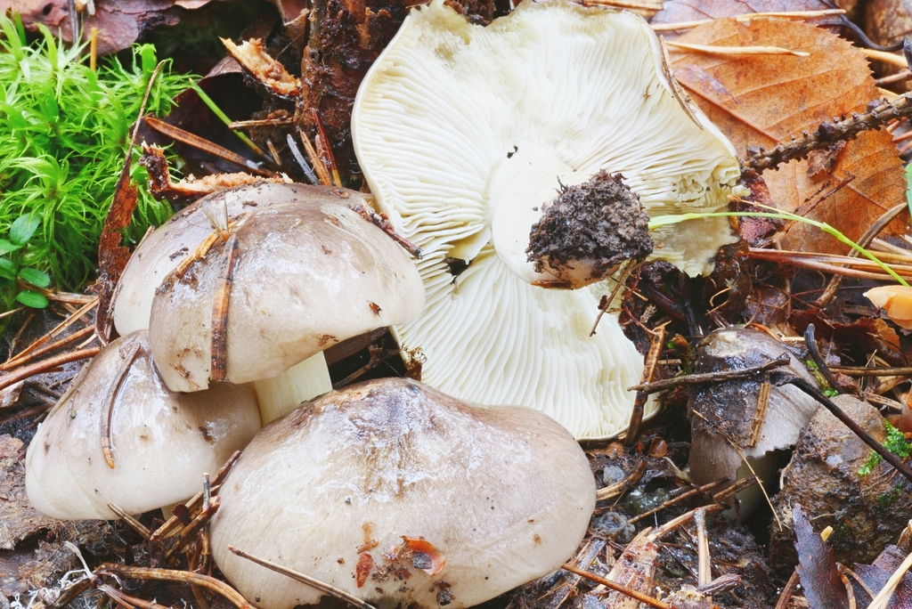 Sticky Gray Trich from Maxian Rd, Binghamton, NY 13903, USA on October