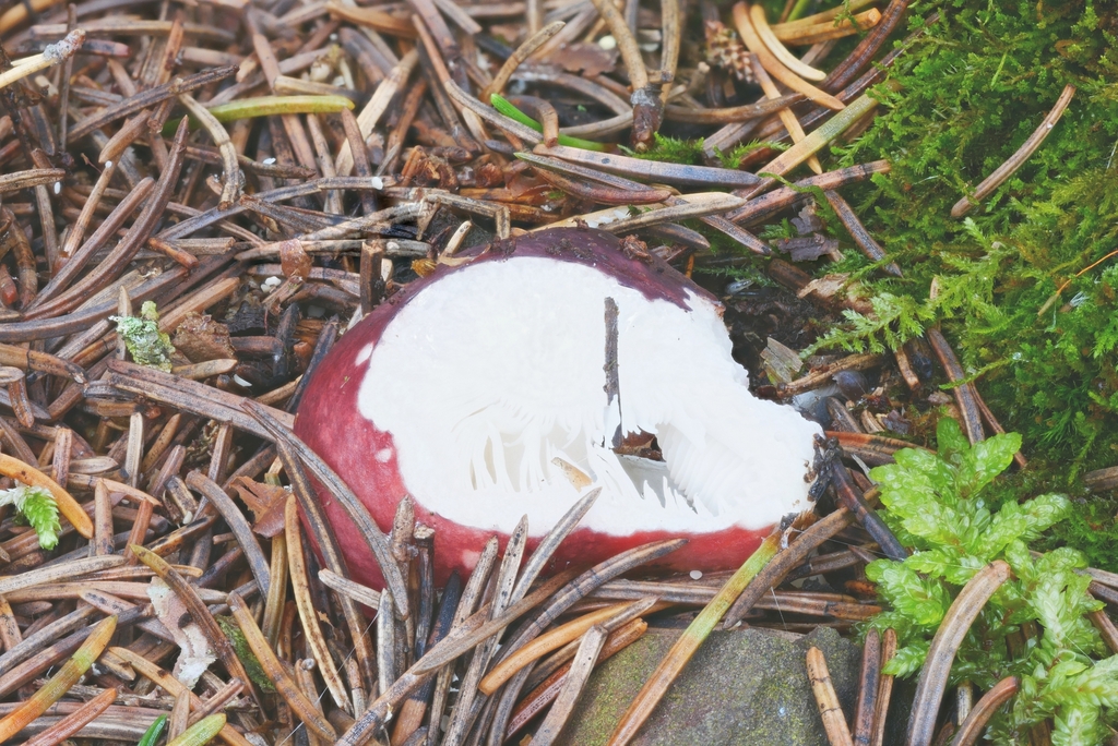 brittlegills from Maxian Rd, Binghamton, NY 13903, USA on October 21