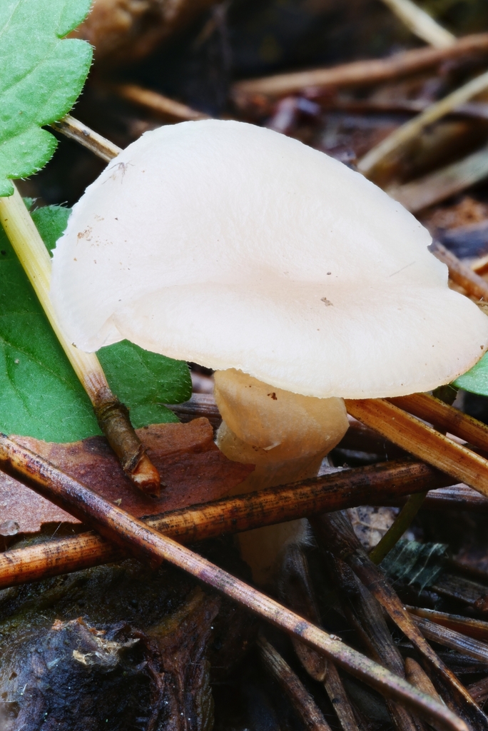 Waxcaps from Maxian Rd, Binghamton, NY 13903, USA on October 21, 2023
