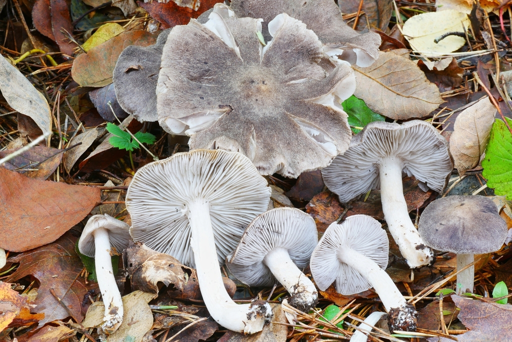 Grey Knight from Maxian Rd, Binghamton, NY 13903, USA on October 21