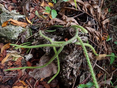 Image of Selenicereus grandiflorus by (c) Dan Schofield, some rights reserved (CC BY)