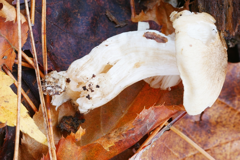 Common Gilled Mushrooms and Allies from Maxian Rd, Binghamton, NY 13903