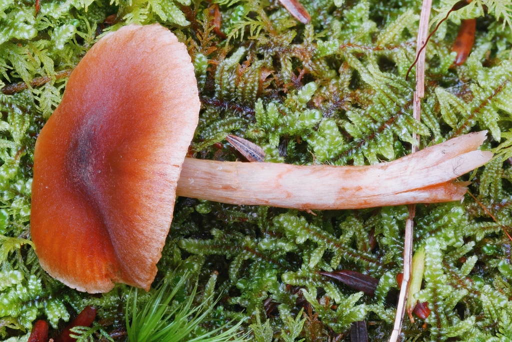 Cortinarius fulvescens from Maxian Rd, Binghamton, NY 13903, USA on
