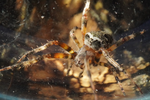Red-femured Spotted Orbweaver photo 5