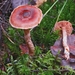 Cortinarius nymphatus - Photo no rights reserved, uploaded by Garrett Taylor