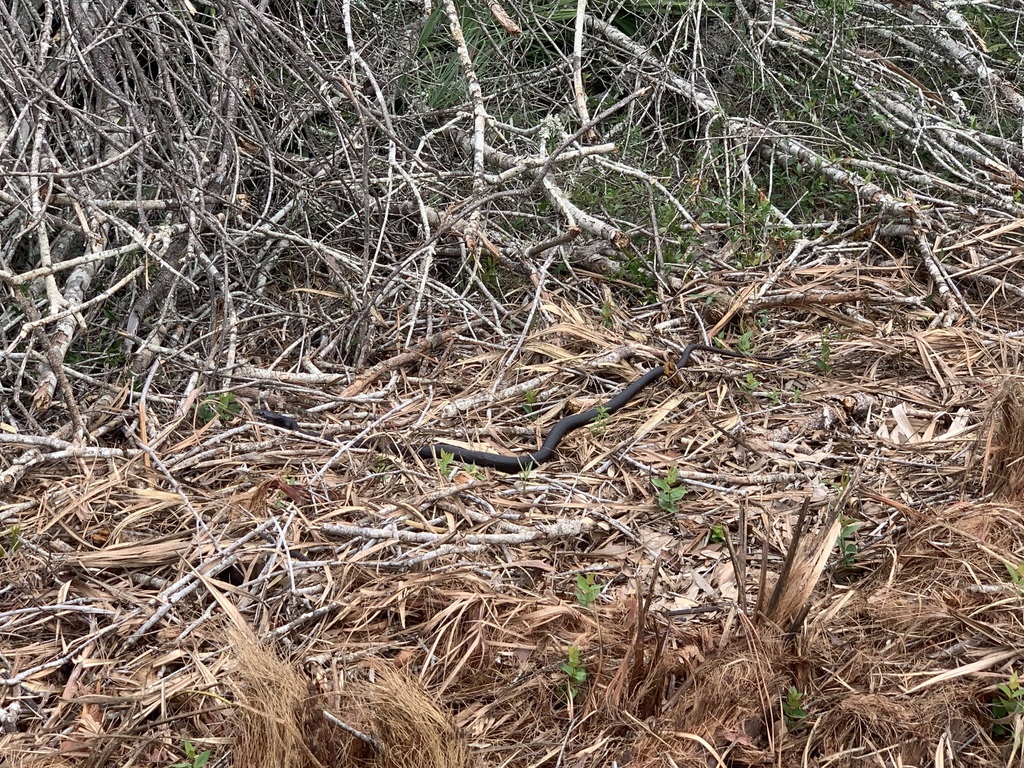 Southern Black Racer from Hillsborough County, FL, USA on October 8 ...