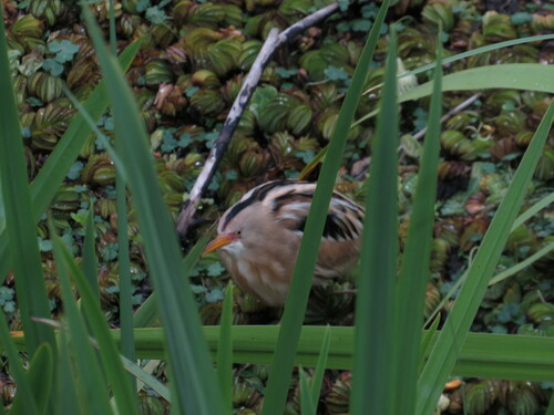 Stripe-backed Bittern (Botaurus involucris), photo 10
