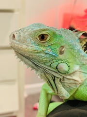 Iguana