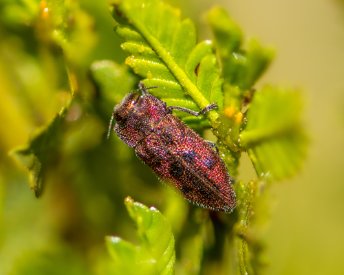 Trigonogenium angulosum