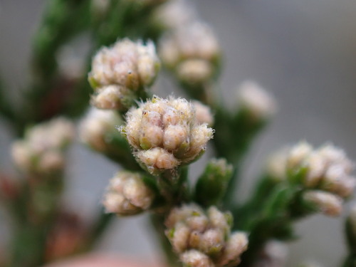 Image of Brunia variabilis by (c) Ren Hoekstra, some rights reserved (CC BY)