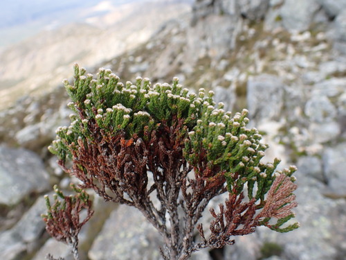 Image of Brunia variabilis by (c) Ren Hoekstra, some rights reserved (CC BY)