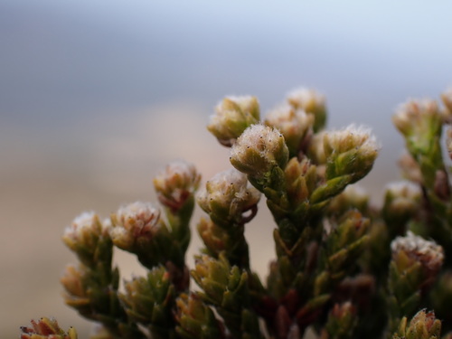 Image of Brunia variabilis by (c) Ren Hoekstra, some rights reserved (CC BY)