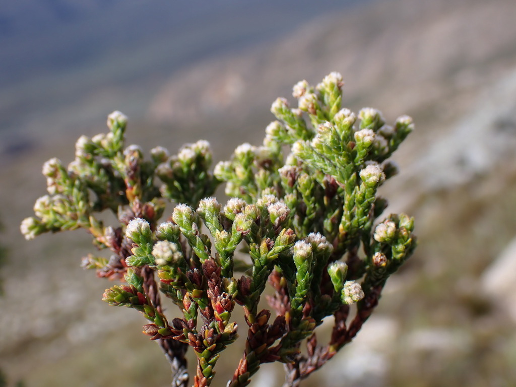 Brunia variabilis (Brunia variabilis)