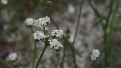 Cryptantha utahensis