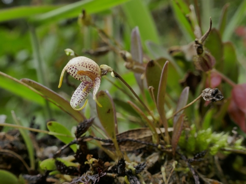 Image of Masdevallia amanda by (c) Daniel Mesa, some rights reserved (CC BY)