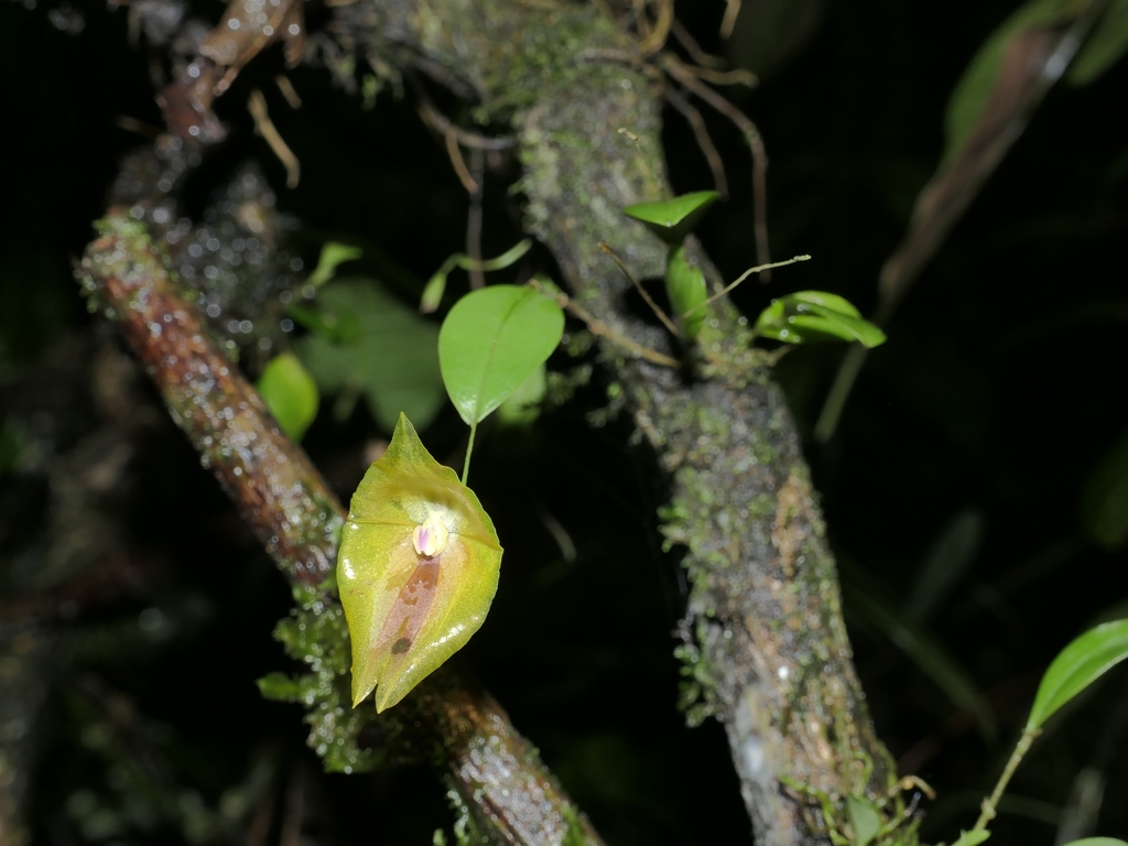Lepanthes escobariana