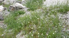 Cryptantha utahensis