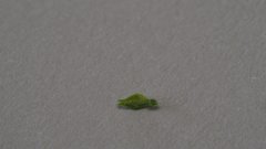 Cryptantha utahensis