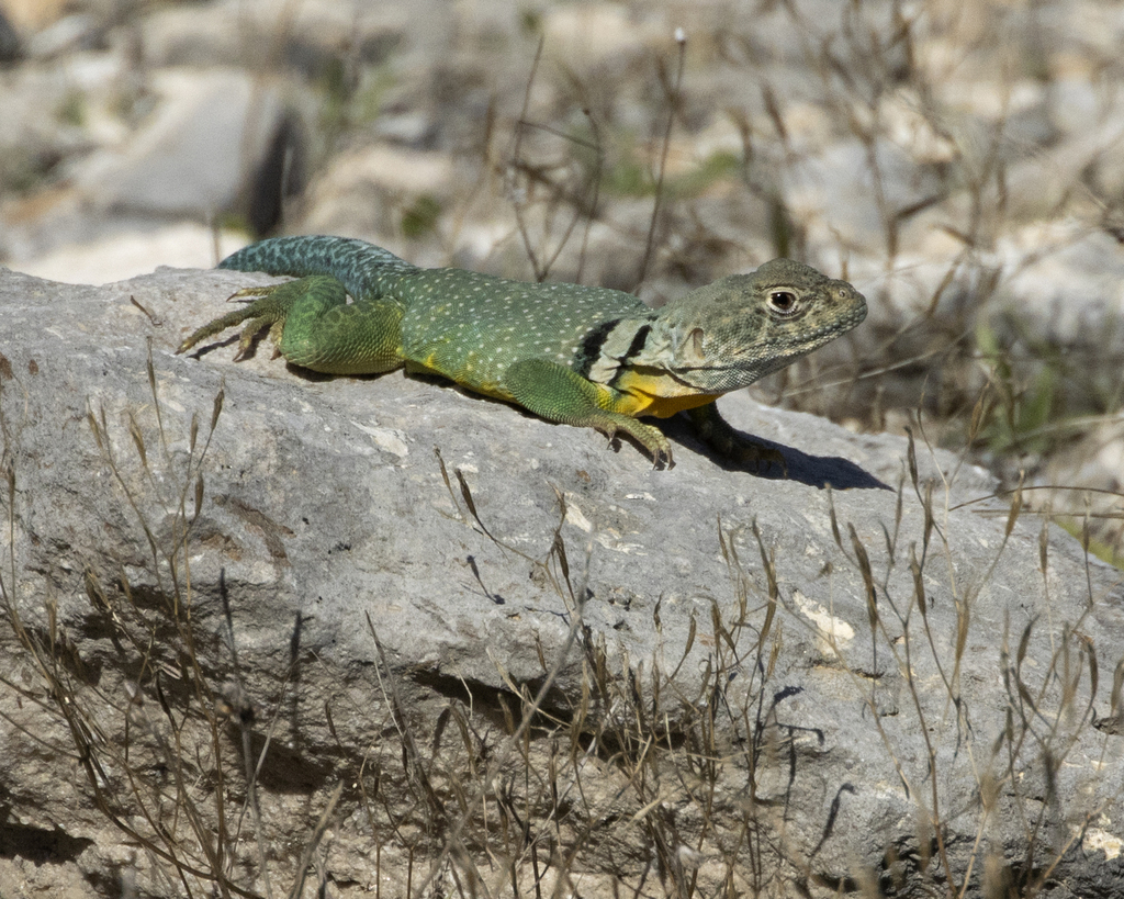 Eastern Collared Lizard from 5600 FM1670, Belton, TX 76513, USA on ...