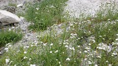 Cryptantha utahensis