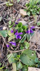 Viola